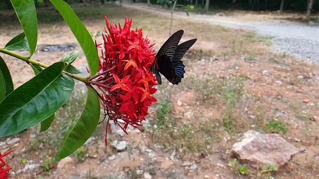 slomotion of a butterfly on the flower in the nature