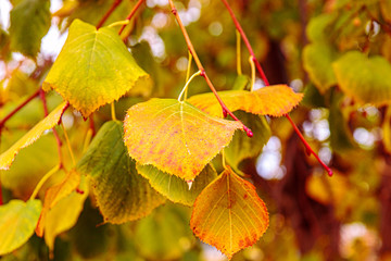 autumn leaves