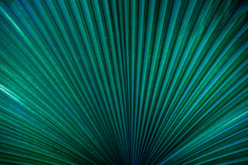  tropical palm leaf and shadow, abstract natural green background, dark blue tone 