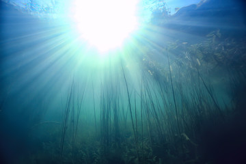 sun rays river underwater landscape / abstract underwater landscape plants fresh ecosystem