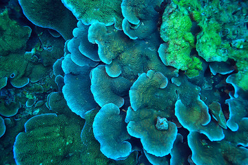 coral reef macro / texture, abstract marine ecosystem background on a coral reef
