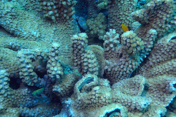 Naklejka na ściany i meble coral reef macro / texture, abstract marine ecosystem background on a coral reef