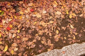 モミジの落ち葉 / Stepped fallen leaves, autumn leaves, Japan