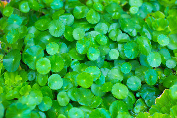 Leaf green background