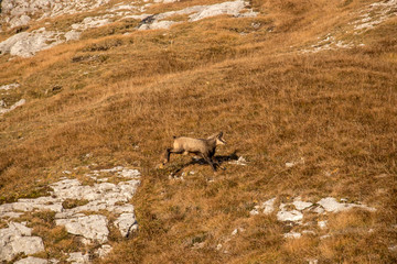 Fototapeta premium Chamois running over mountain pasture