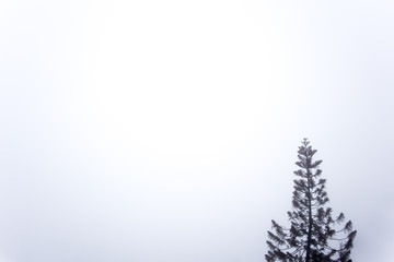 Pine treetop misted by fog with smoky white background making lonesome feeling