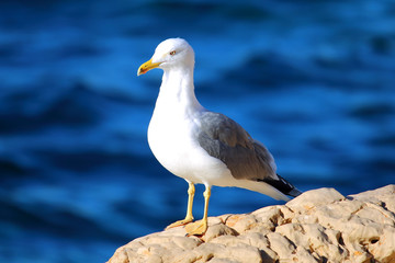 Seagull on the rocks with the sea in the background
