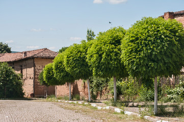 View from countryside village paved street with blossomed trees in sunny summer day