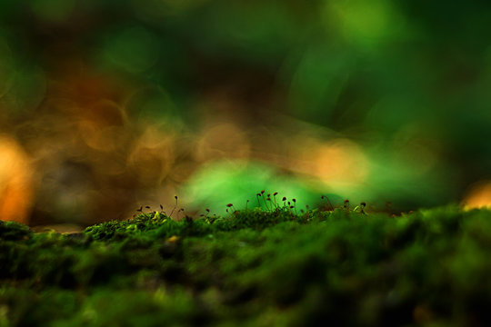 Macro Moss Landscape / Green Abstract Natural View, Summer Forest, Moss Macro