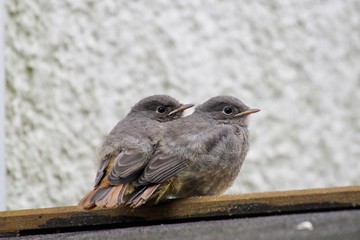 Rotschwänzchen 