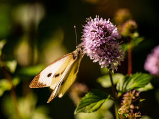 Schmetterling an einer Blüte © Juergen