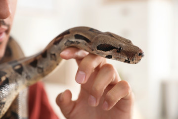 Man with his boa constrictor at home, closeup. Exotic pet