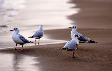 set of seagulls on the shore of the beach at sunset