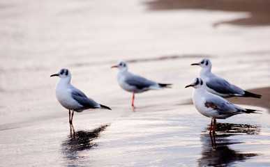 set of seagulls on the shore of the beach at sunset