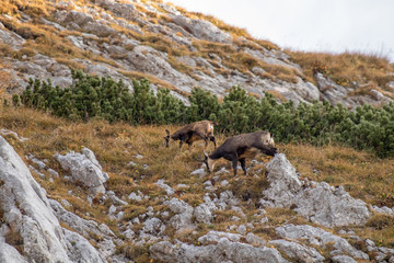 Fototapeta na wymiar Two chamois pasturing in high alps