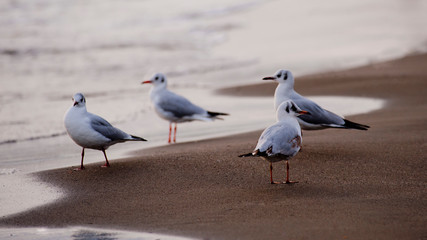 set of seagulls on the shore of the beach at sunset
