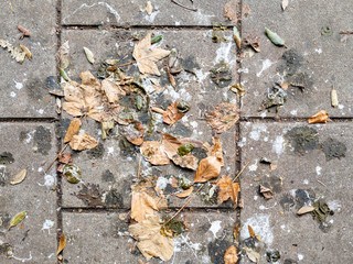 Full frame shot of bird poop and leaves