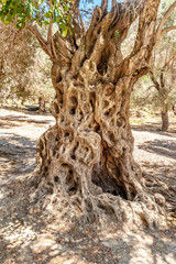 Old tree in olive grove