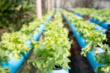 Cultivation hydroponic green oak in plant nursery farm, Organic vegetables.