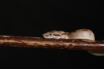 Royal Python, or Ball Python Python regius, studio