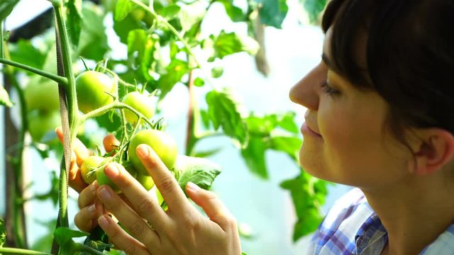 A female farmer checking tomatoes on an organic vegetable farm, close up