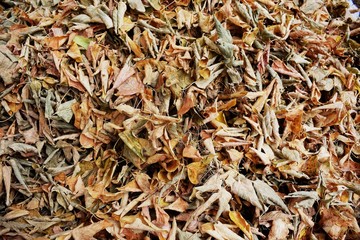 dry autumn leaves on the ground