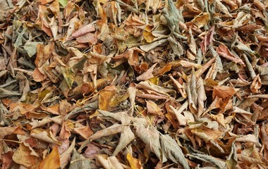 dry autumn leaves on the ground
