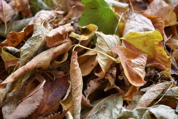 dry autumn leaves on the ground close up
