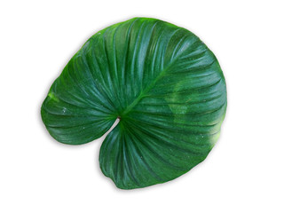 Indoor ornamental plants leaf isolated on white background.