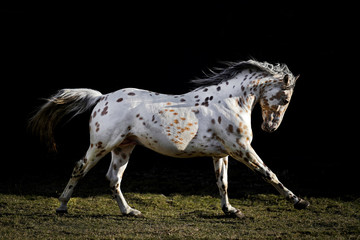 Appaloosa stallion galloping