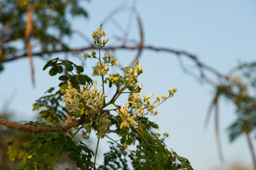 flowers petal tree branch of weid leaves in forest on sky background in natural view