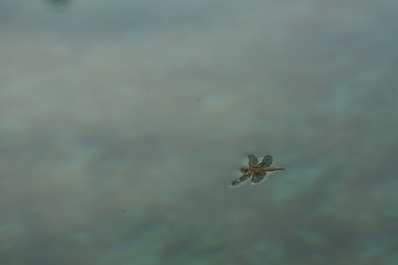 Dragonfly falled and floated on water with copy space in insect concept