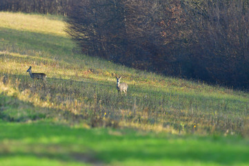 Obraz na płótnie Canvas Roe deer coming out of the woods for grazing pasture in the evening