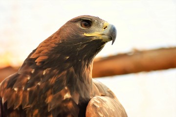 portrait of a stone eagle