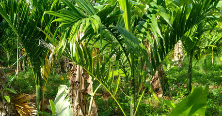 Areca Trees in the field, plantation