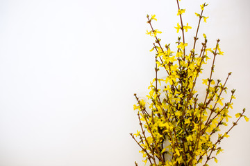 Bunch of fresh forsythia over white background. Frame of yellow forsythia. Copy space. Flat lay