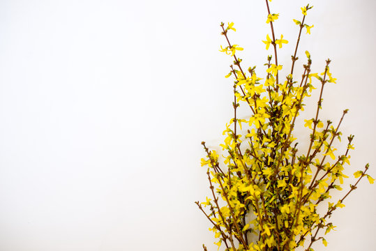 Bunch of fresh forsythia over white background. Frame of yellow forsythia. Copy space. Flat lay