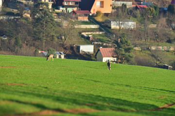 A herd of deer grazes on a green meadow on the horizon in the background houses and village