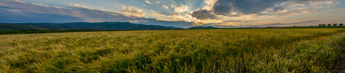 Obraz premium wheat fields in spring with mountains in the background in a sunset