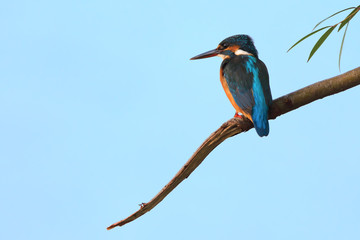 Common kingfisher bird close view. Blue bird on branch.