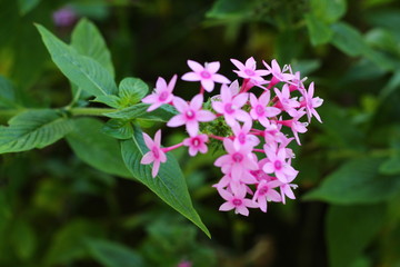 purple flowers in the garden
