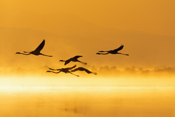 Great flamingo family during sunrise and golden hour.