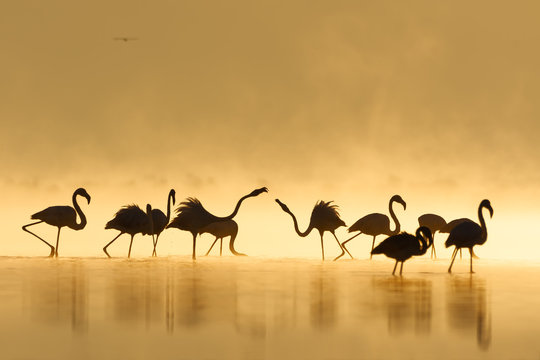 Great flamingo family during sunrise and golden hour.