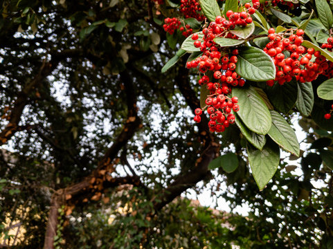 Close up of cotoneaster cornubia red berries