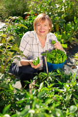 Fototapeta premium Portrait of mature woman with harvest of bell peppers on the field
