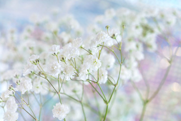 festive background with gypsophila flowers