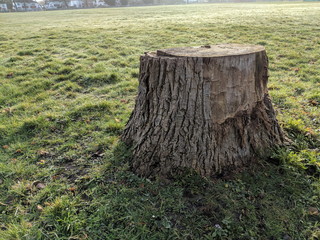 Tree Stump
