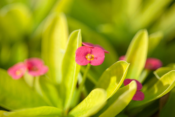 Euphorbia milii background