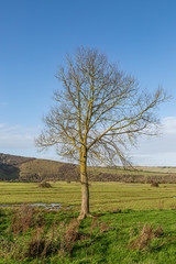 A Tree in Winter