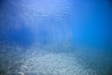 lake background water underwater abstract / fresh water diving background nature underwater ecosystem background